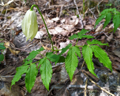Clematis alpina sibirica