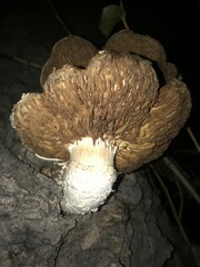 Hemipholiota