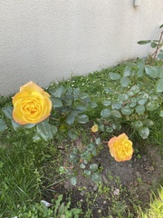 Rosa