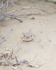 Phrynosoma cerroense