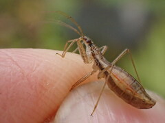 Nabis limbatus