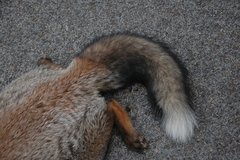 Vulpes vulpes ichnusae