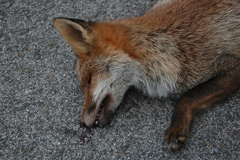 Vulpes vulpes ichnusae