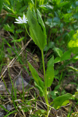 Stellaria bungeana
