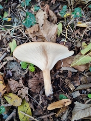 Infundibulicybe geotropa