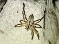 Micrommata ligurina
