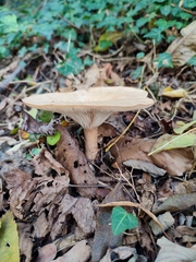 Infundibulicybe geotropa