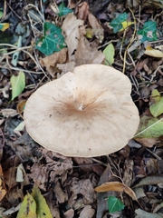 Infundibulicybe geotropa