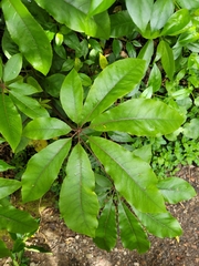 Schefflera digitata
