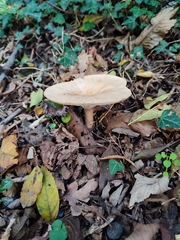 Infundibulicybe geotropa