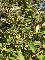 Ligustrum sinense