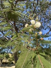 Senegalia berlandieri