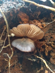 Cyanula