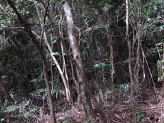 Zanthoxylum ailanthoides ailanthoides