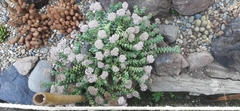 Sedum clavatum