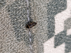 Litargus connexus