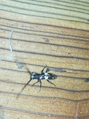 Enaphalodes taeniatus