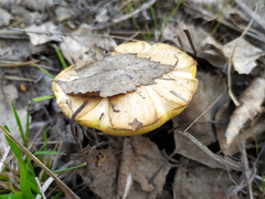 Suillus granulatus