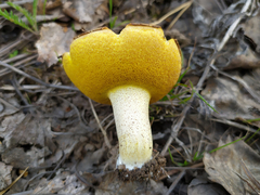 Suillus granulatus