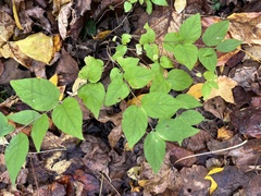 Celtis occidentalis