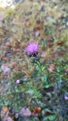 Cirsium palustre