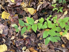Celtis occidentalis