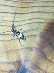 Enaphalodes taeniatus