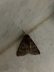 Canararctia rufescens