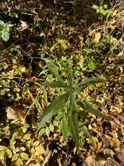 Eupatorium torreyanum