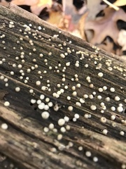 Helicogloea compressa