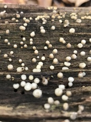 Helicogloea compressa