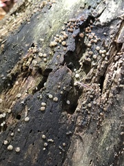 Helicogloea compressa