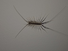 Scutigera coleoptrata