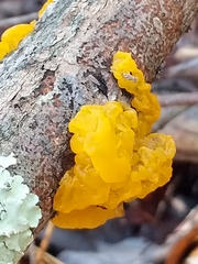 Tremella