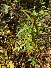 Eupatorium torreyanum