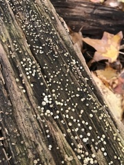 Helicogloea compressa