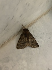 Canararctia rufescens