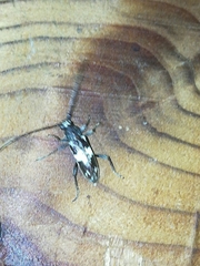 Enaphalodes taeniatus
