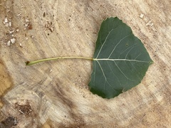 Populus deltoides