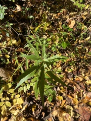Eupatorium torreyanum