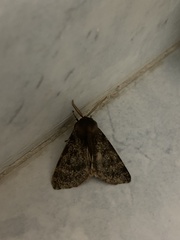 Canararctia rufescens