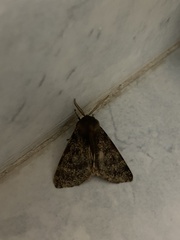 Canararctia rufescens