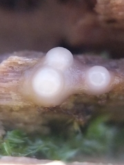 Helicogloea