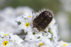 Tropinota squalida canariensis