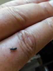 Harmonia axyridis