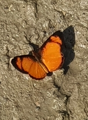 Tegosa