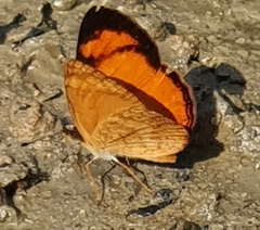 Tegosa