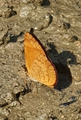 Tegosa