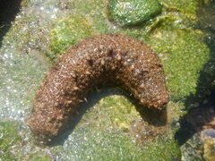 Holothuria grisea