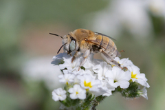 Anthophora pulverosa